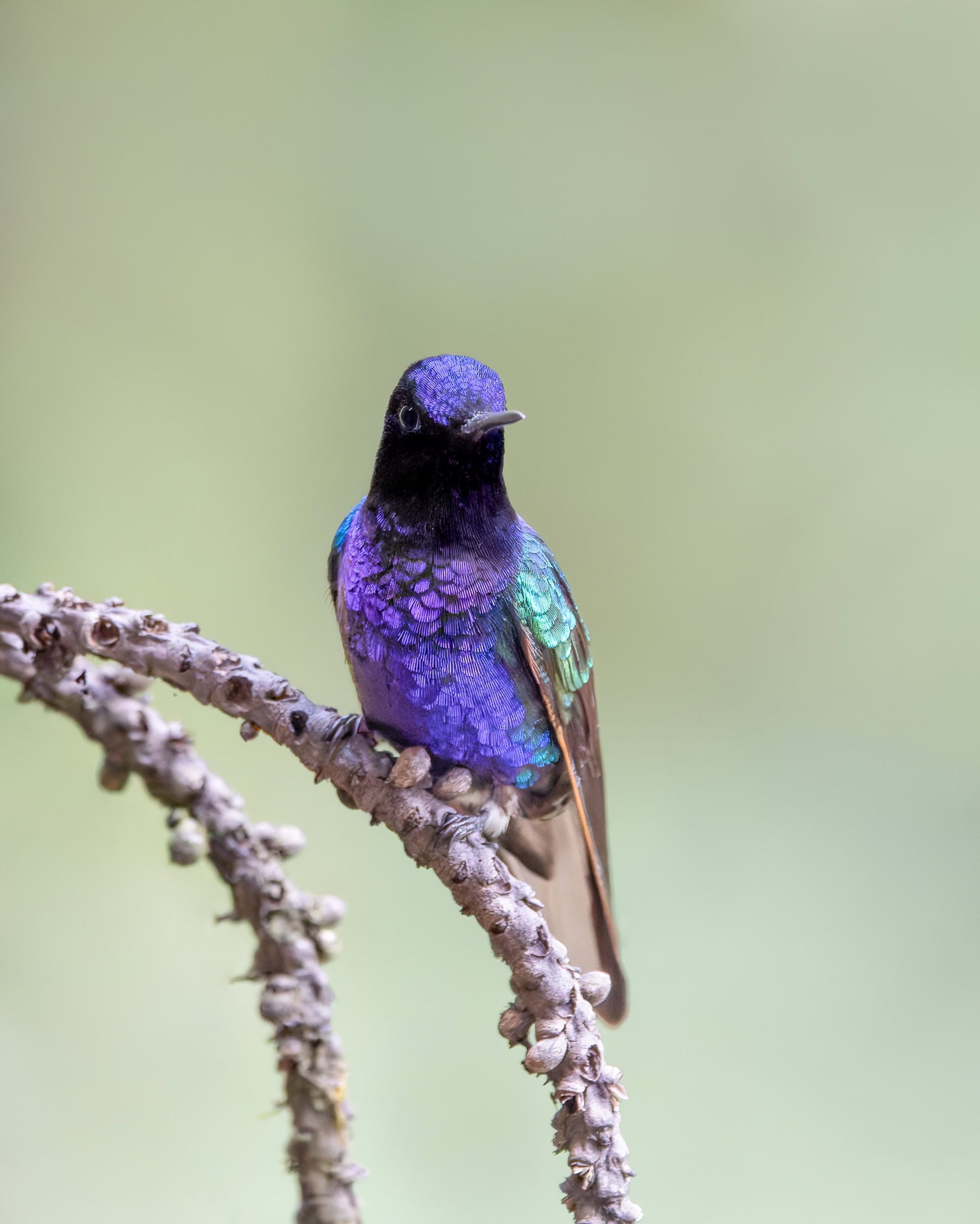 bird of colombia image 9